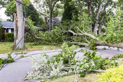Fallen Tree on Commercial Property