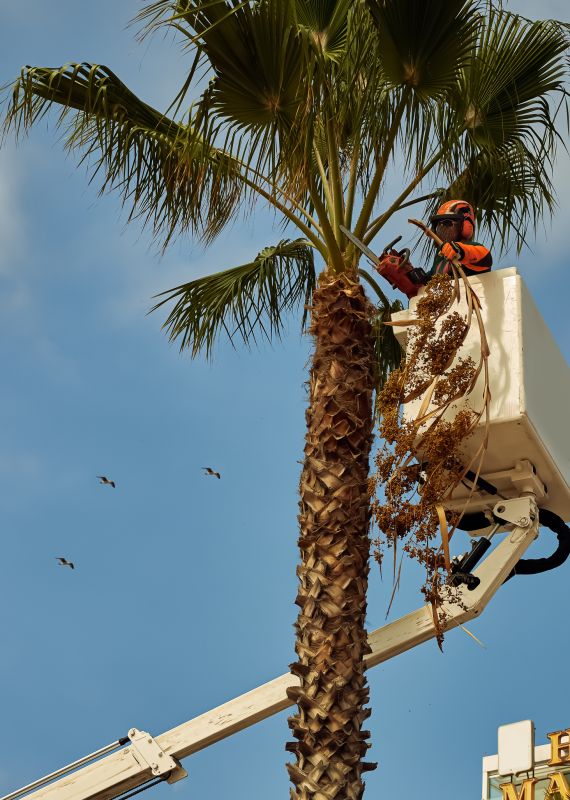 Palm Trees Removal