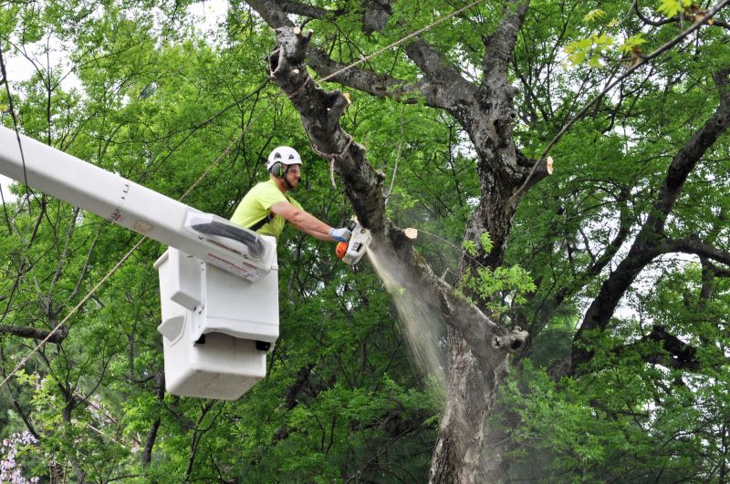 Tree Removal Service