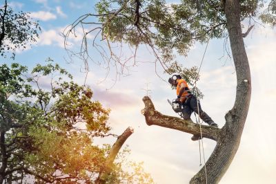 Experienced Arborists
