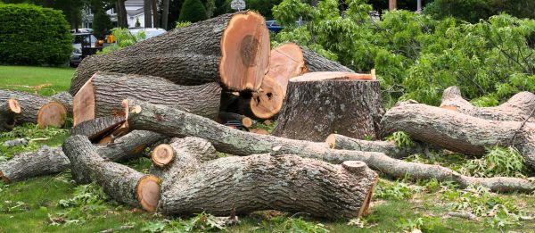 Cost of Large Tree Removal in Falls Church