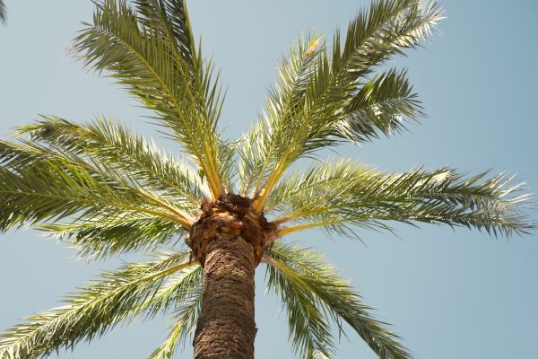 Cost of Palm Tree Removal in Falls Church