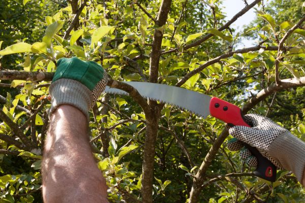 Cost of Small Tree Removal in Falls Church