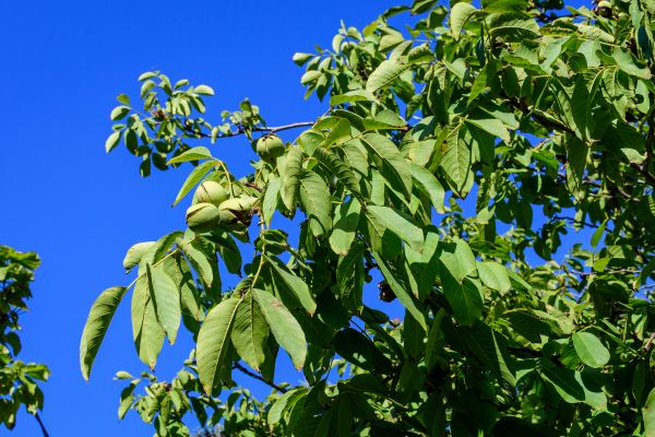 Cost of Walnut Tree Removal in Falls Church