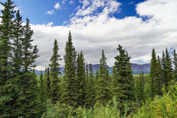 Cost of Spruce Tree Removal in Falls Church