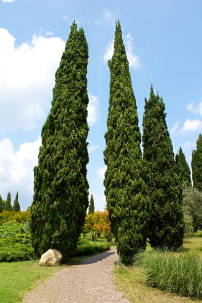 Cost of Cypress Tree Removal in Falls Church