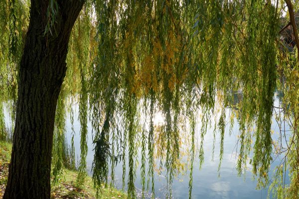 Cost of Willow Tree Removal in Falls Church