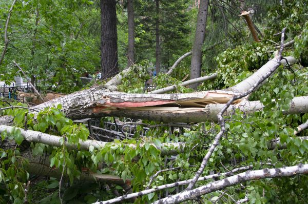 Cost of Birch Tree Removal in Falls Church