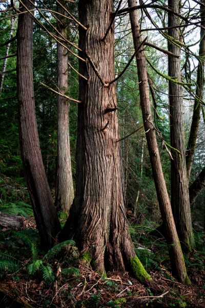 Cost of Cedar Tree Removal in Falls Church