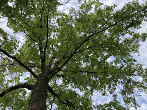 Cost of Oak Tree Removal in Falls Church