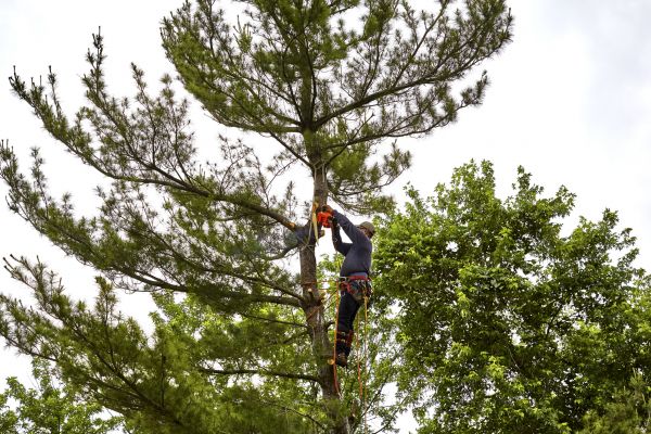 Cost of Pine Tree Removal in Falls Church
