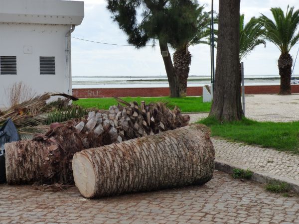 Cost of Palm Trees Removal in Falls Church