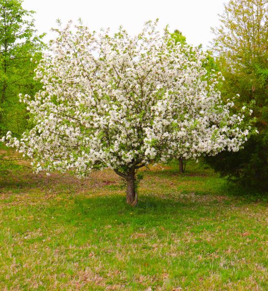 Cost of Dogwood Tree Removal in Falls Church