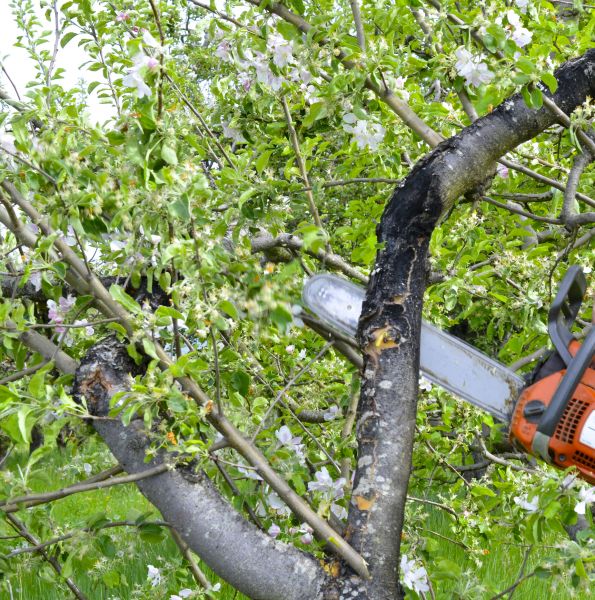 Cost of Apple Tree Removal in Falls Church