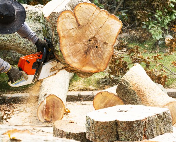 Cost of Tree Removal Service in Falls Church