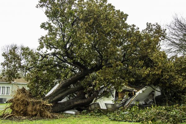 Cost of Fallen Tree Removal in Falls Church