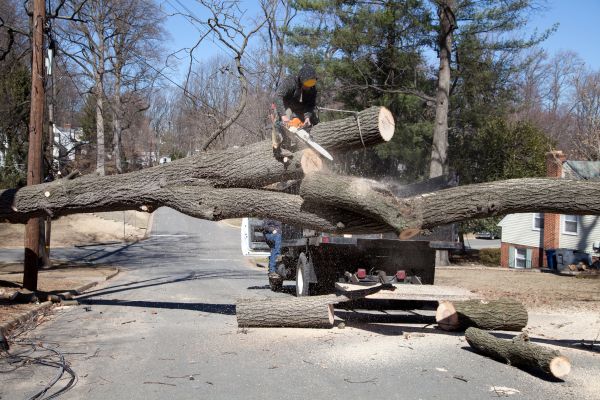 Cost of Residential Tree Removal in Falls Church