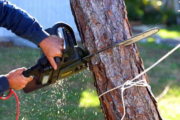 Cost of Dead Tree Removal in Falls Church